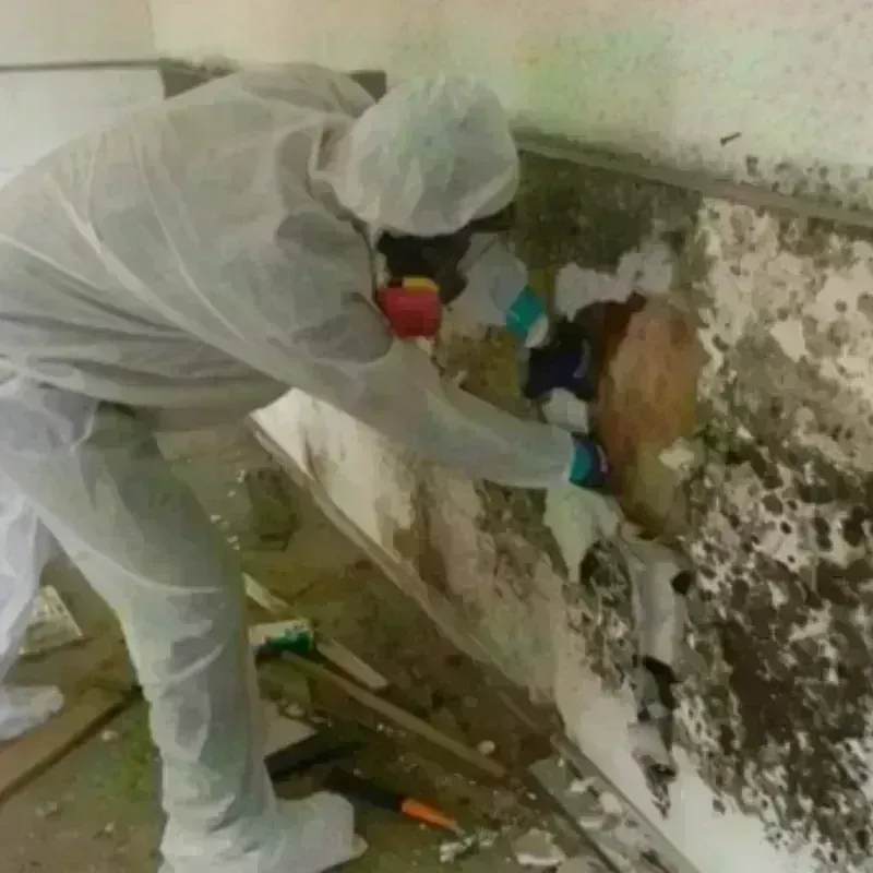 Mold Remediation and Removal in Capitan, NM